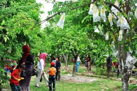 AgroWisata Kebun Belimbing Ngringinrejo Bojonegoro 1 Agrowisata belimbing ngringinrejo bojonegoro