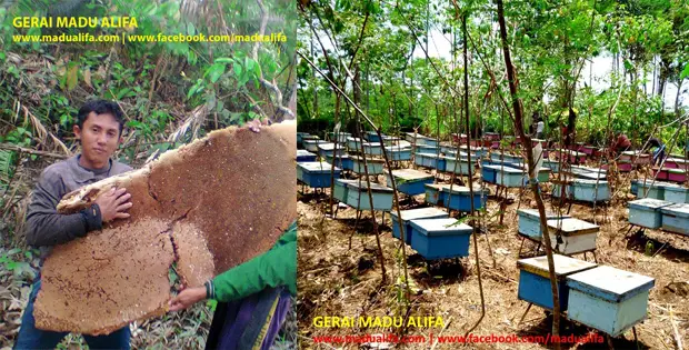 Cari Yang Jual Madu Asli? Madu Alifa Solusinya 1 Madu Alifa - Featured