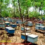 Cari Yang Jual Madu Asli? Madu Alifa Solusinya 6 Madu Alifa RR jual madu asli