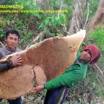 Cari Yang Jual Madu Asli? Madu Alifa Solusinya 3 Madu Alifa RR 2