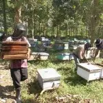 Cari Yang Jual Madu Asli? Madu Alifa Solusinya 4 Madu Alifa RR 2
