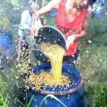 Cari Yang Jual Madu Asli? Madu Alifa Solusinya 5 Madu Alifa RR 2